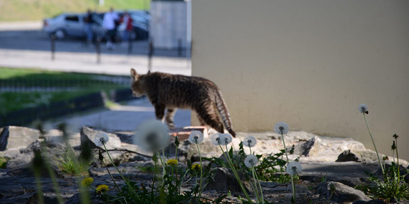 cat standing on rocks