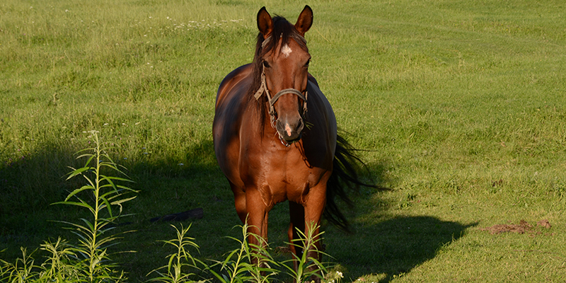 horse standing behind a bush