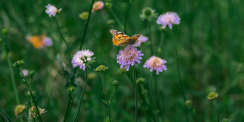 butterfly on a flower