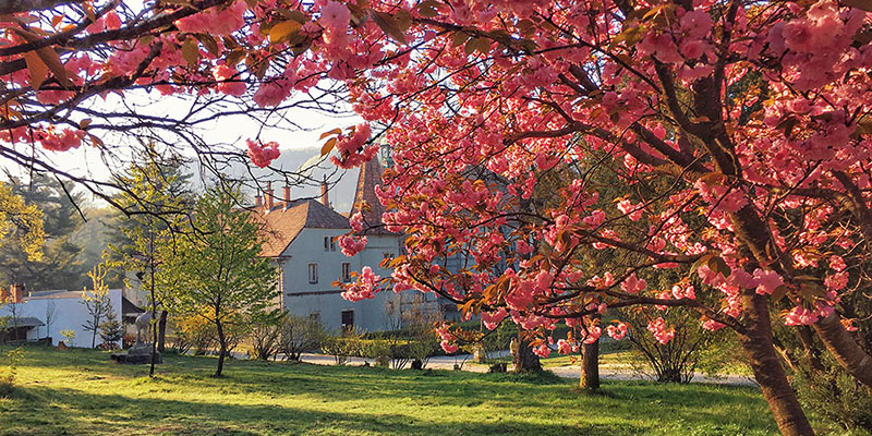 cherry blossom trees