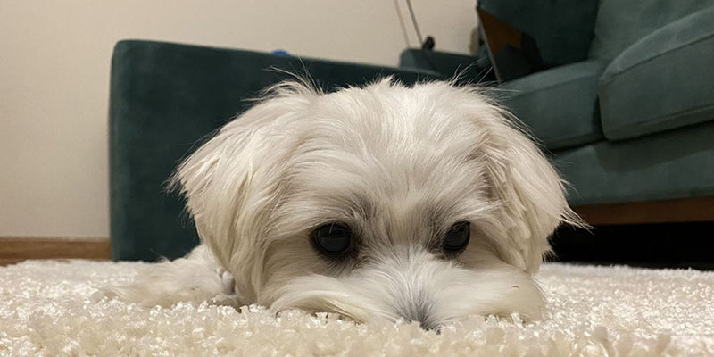 dog laying on a carpet