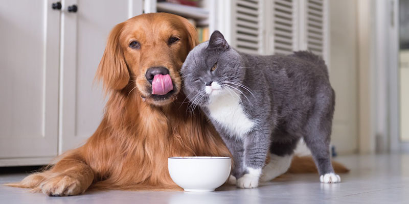 dog and a cat with a food dish