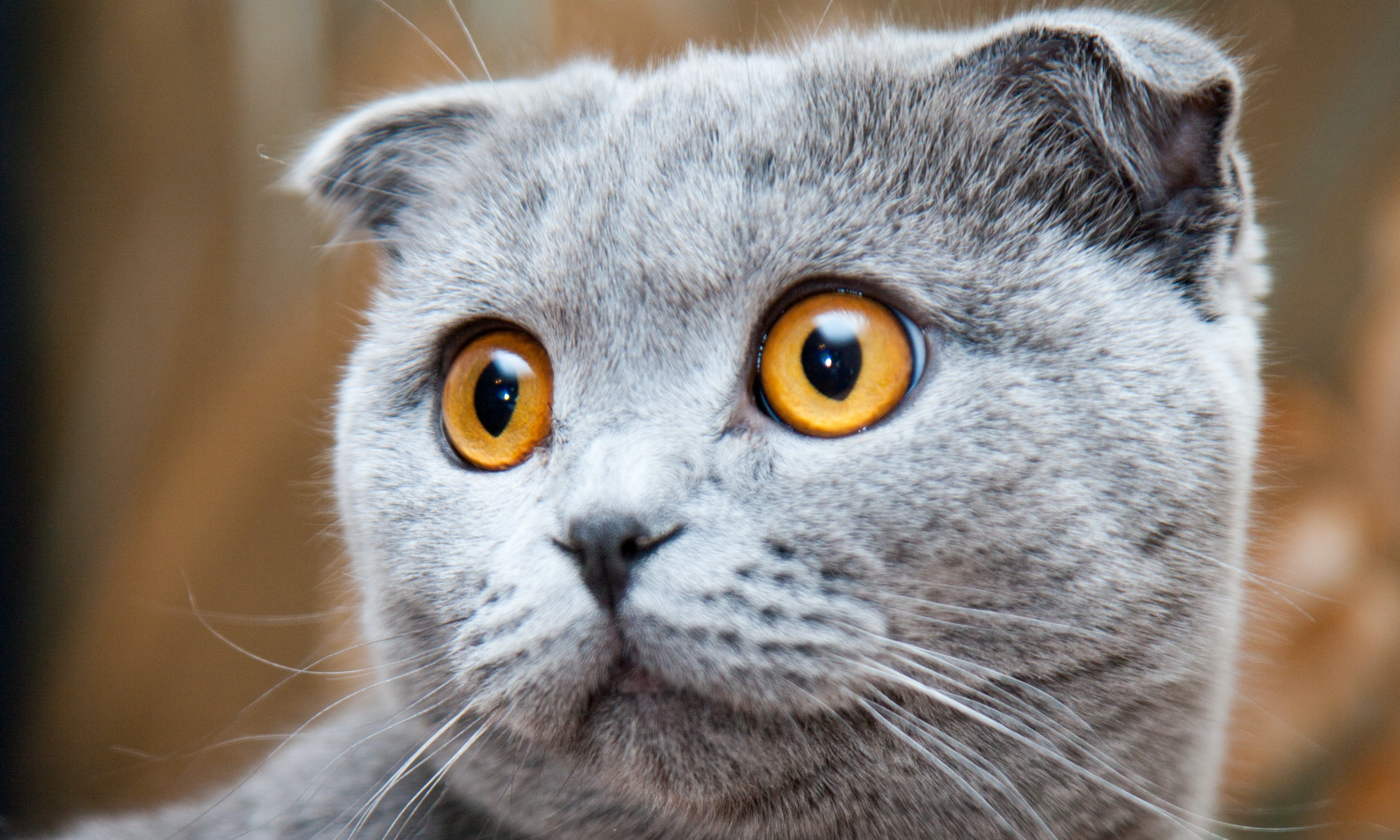 gray cat with yellow eyes