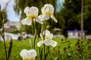 white orchids