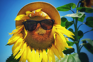 sunflower wearing sunglasses