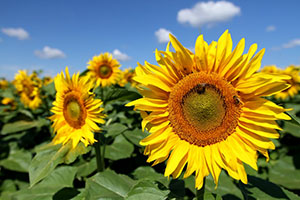 close up of a field of sunflowers