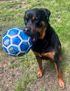 A black and brown Rottweiler dog sits outside with a blue and white soccer ball in his. mouth